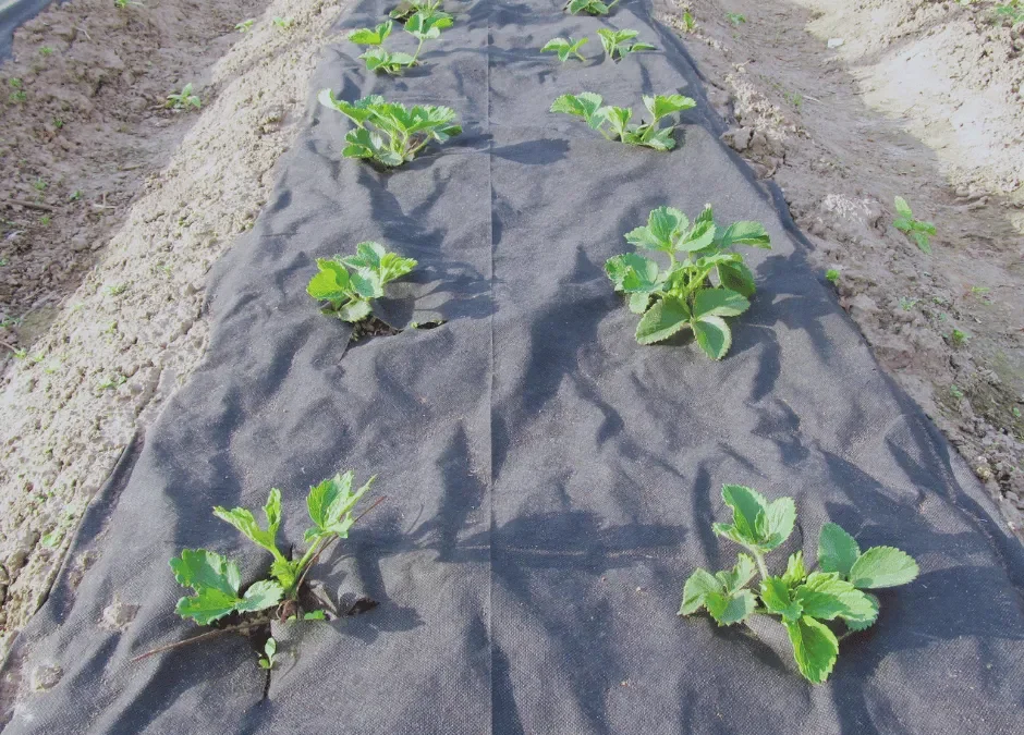 Wicking Bed Geotextile Guide For Beginner