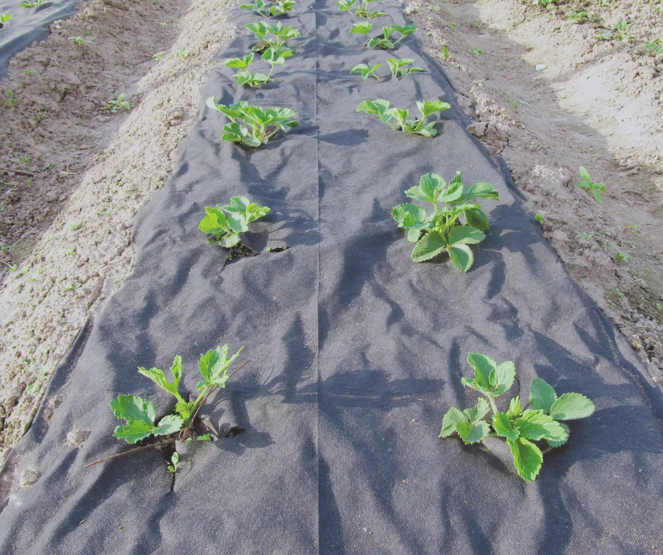 plastic mulch_urbanplastic
